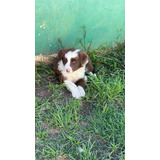 Cachorros Border Collie