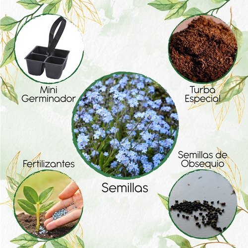 50 Semillas Flor Myosotis Alpestris + Mini Kit Germinación
