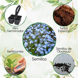50 Semillas Flor No Me Olvides Azul + Mini Kit Germinación