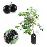 Kit 4 Muda Jabuticaba Hibrida, Produz Rapidamente 70cm