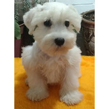 Schnauzer Miniatura Blanco 