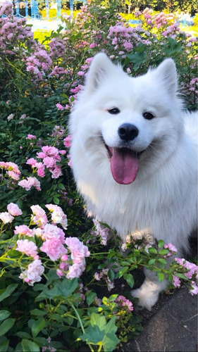 Filhotes De Samoieda Cachorro Peludo Fofinho Na Promoção