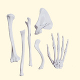 Esqueleto En Plástico Impreso En 3d Miembro Superior Comple