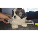 Cachorro Shih Tzu Mini Hembra Shitzu. Envíos