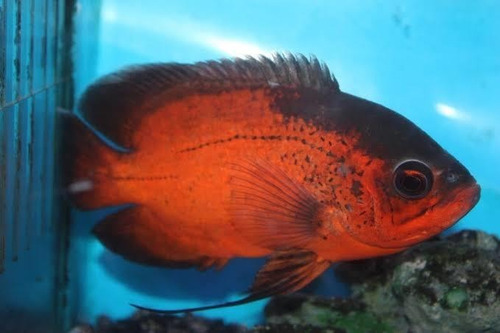 Peixe Oscar Red Ruby 5-6cm ( Ecs Fish ) 