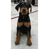 Cachorro Doberman Perrito Doverman Puppy Dobermen Cachorrito