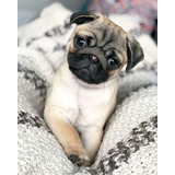 Cachorro Pug Carlino 05