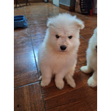 Cachorros Samoyedos 