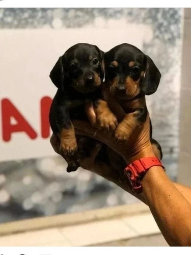 Dachshund Salchichas Mini 