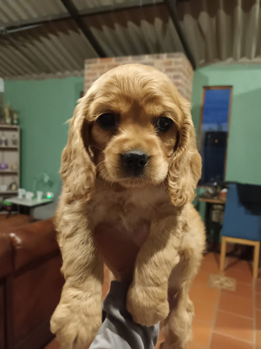 Cachorros Cocker Spaniel 