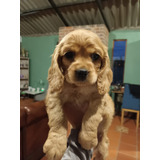 Cachorros Cocker Spaniel 