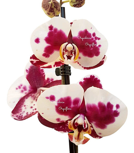 Orquídea Phalaenopsis Dalmata Planta Adulta Flor Pintalgada