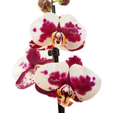 Orquídea Phalaenopsis Dalmata Planta Adulta Flor Pintalgada