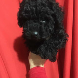 Caniche Mini Toy Hembra Negra Azabache