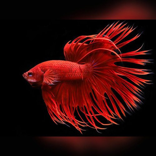 Betta Macho Crowntail ( Cor Sortida ) 