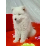 Adorables Cachorros Samoyedo Un Regalo De Amor Y Ternura