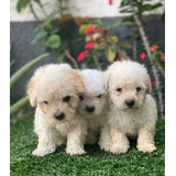 Poodle Toy Bebes Lindos 