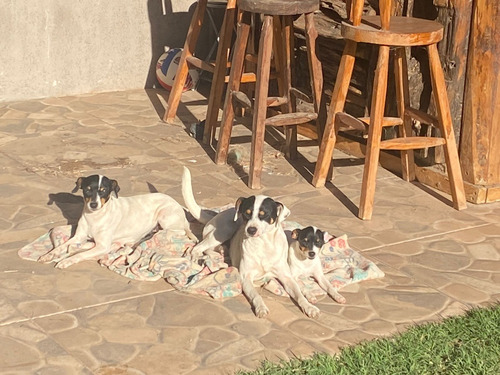 Cachorros Fox Terrier Toy 