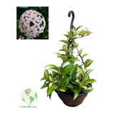 Plantas Naturais Hoya Variegata Flor De Cera Perfumada Top  