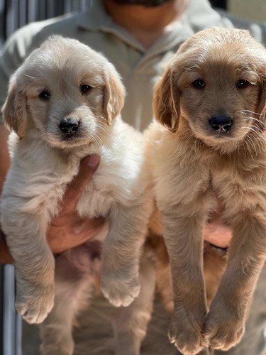 Golden Retriever Fotos Reales Y Actúales Con Microchip.