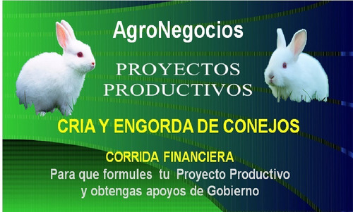 Corrida Financiera Conejos Inicia Negocio Apoyos De Gobierno