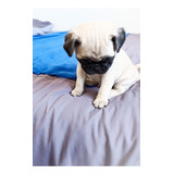 Cachorros Pug Patas Cortas