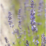 Semillas De Lavanda Inglesa Lavandula Angustifolia Vera