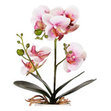 Pack X 10 Semillas Bonsai Flores Raras (elegir Especie)