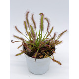 50 Semillas De Drosera Capensis Planta Carnivora Pegajosa