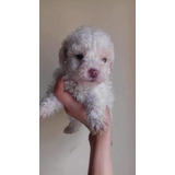 French Poodle Garantizado 