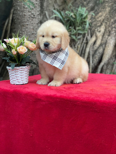 Filhotes De Golden Retriever Macho 