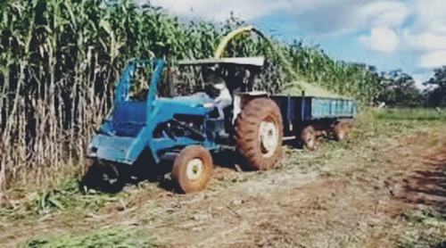 Sorgo Forrageiro Gigante 5 Kilos  Tipo Boliviano!