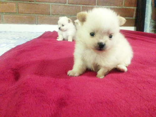 Vendo Perros Pomeranias Garantizados 