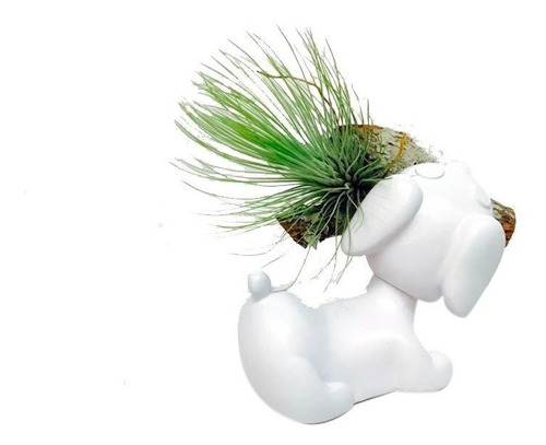 Perro Con Tillandsia