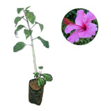 Muda De Hibisco Rosa 3 Unidade.15 Cm