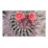 Biznaga, Ferocactus Penínsulae, 10 Semillas