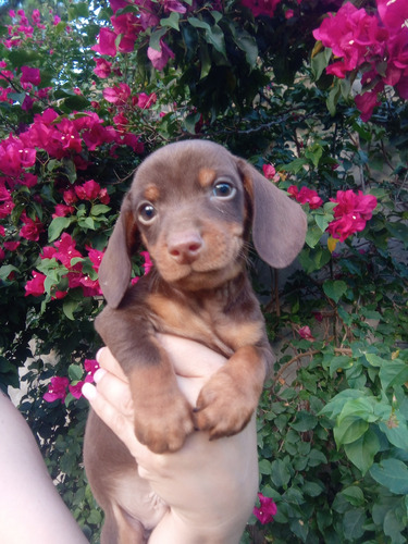 Último Cachorro Macho Chocolate Listo Para Entregar 