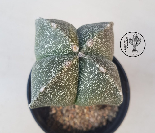 Cactus De Colección- Astrophytum Maceta N°9