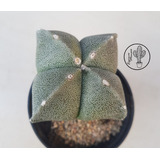 Cactus De Colección- Astrophytum Maceta N°9