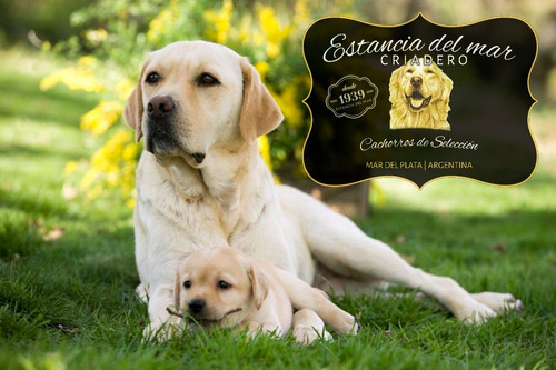Labrador Cachorras Pureza Garantizada, Genetica Y Porte 100%