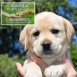 Las Mas Hermosas Puras Y Sanas Cachorras Labrador + Regalo