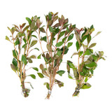 Ludwigia Repens X 10 Tallos Acuarios Envios Acuaflora Iguazu