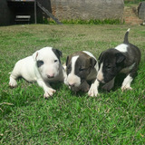 Bull Terrier O Magnifico Filhotes Disponíveis 