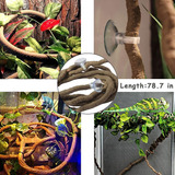 Kathson Decoración De Hábitat De Bambú Para Reptiles Geckos
