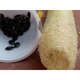 Semillas De Luffa O Esponja Vegetal 