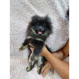 Pomeranio Macho Negro