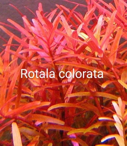 Rotala Mix . Acuaplant Plantas Para Acuario 