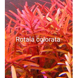 Rotala Mix . Acuaplant Plantas Para Acuario 