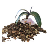 60 Litros De Sustrato Profesional Para Orquídea Phalaenopsis