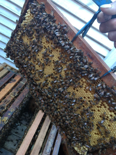 Cera  De Abejas Virgen  X 100 G.